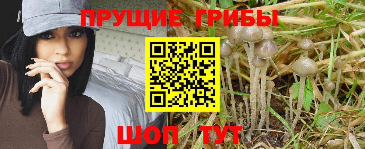 Галлюциногенные грибы Psilocybine cubensis  Вход с VPN  Донской 